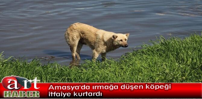 Amasya’da ırmağa düşen köpeği itfaiye kurtardı
